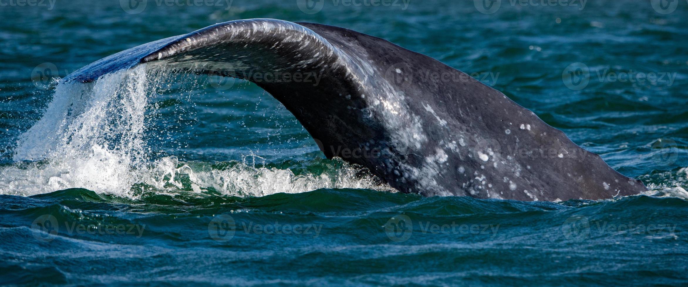 grey whale tail going down in ocean at sunset photo