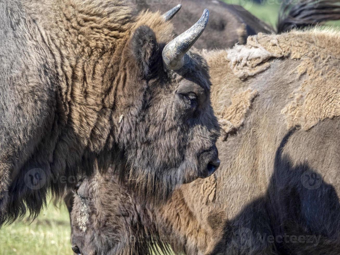 European bison portrait in summer photo