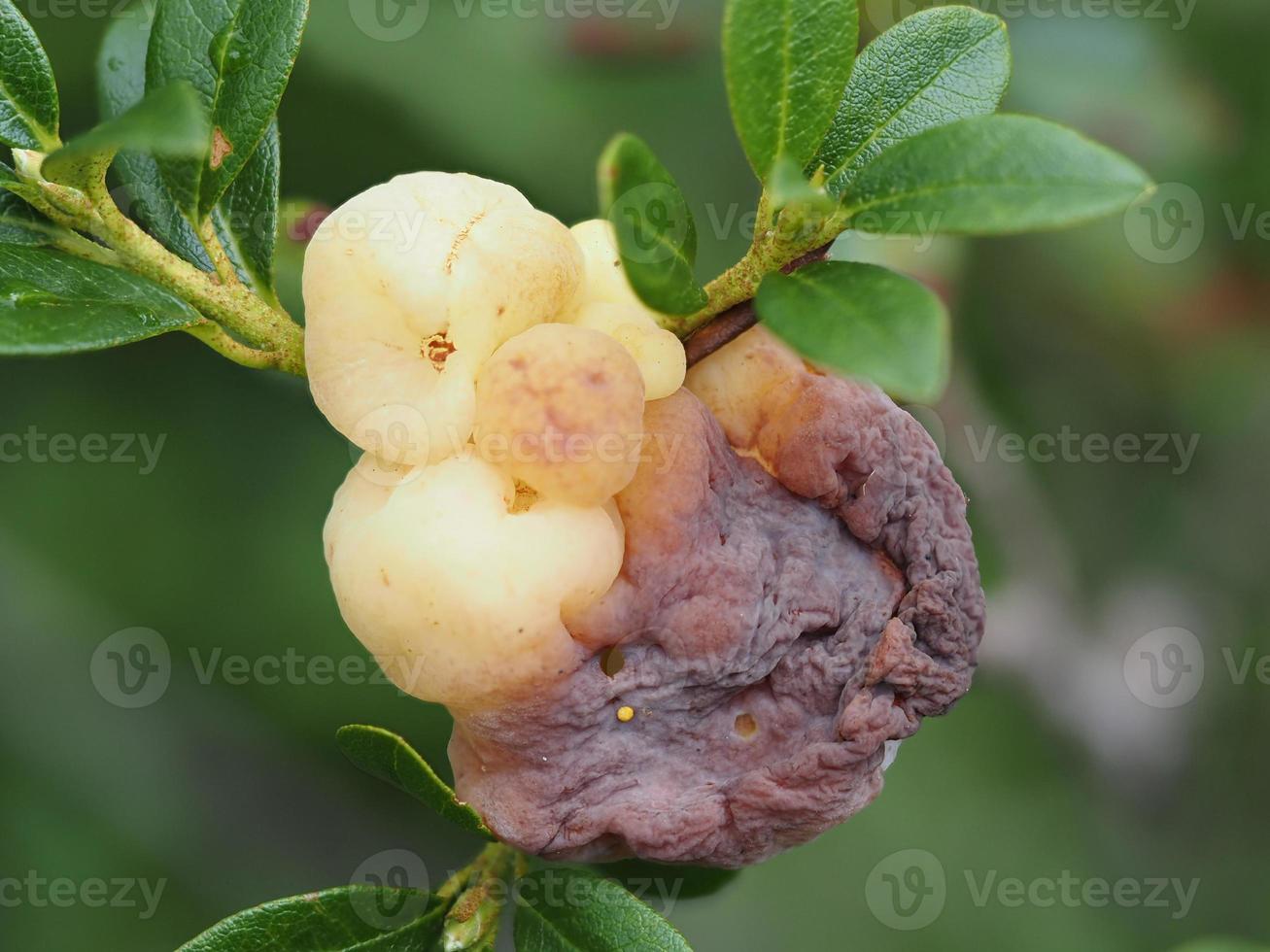 Wild Rhododendron mountain flower fruit photo