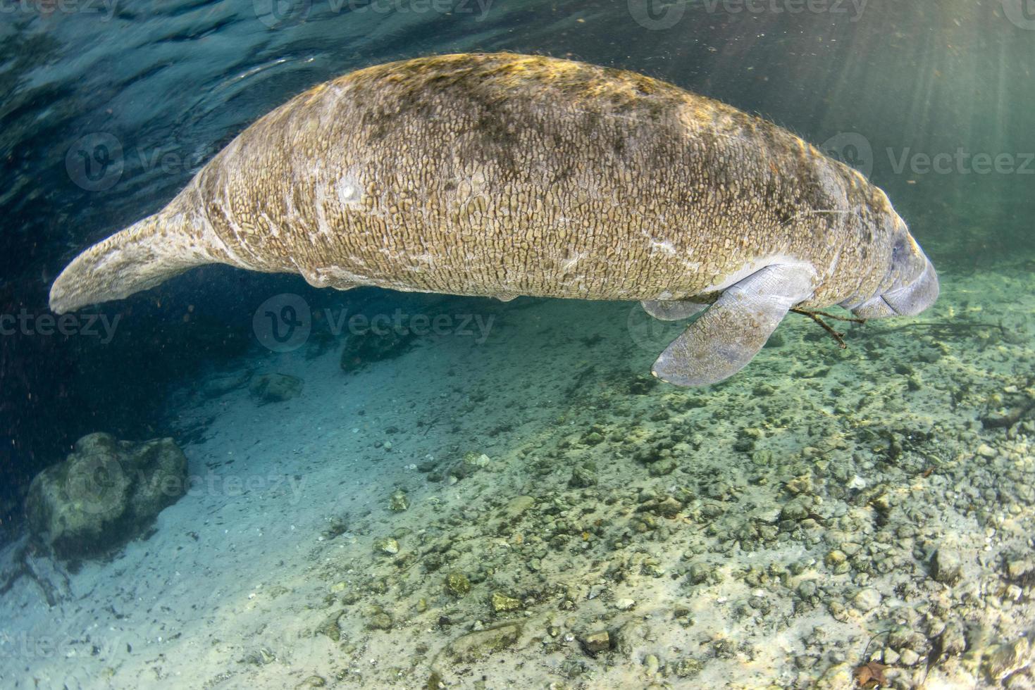 florida manatee close up portrait in crystal river photo