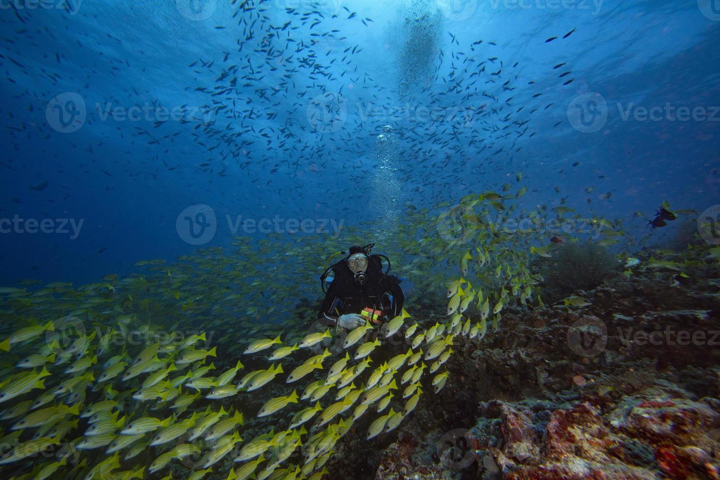 buzo dentro del pargo amarillo lutjanidae mientras bucea maldivas foto