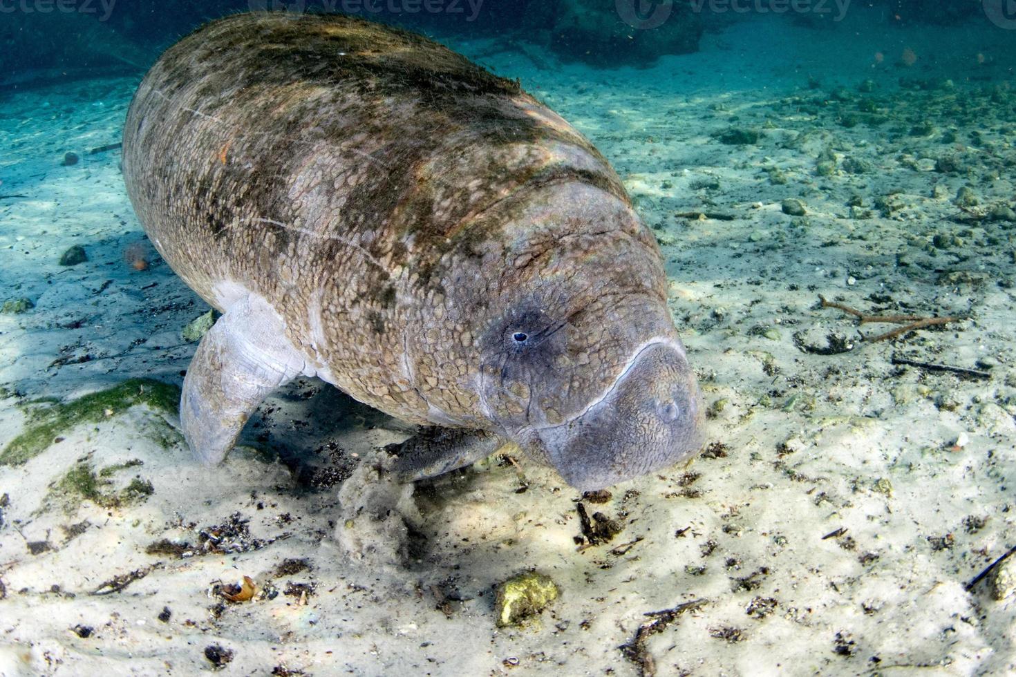 florida manatee close up portrait approaching snorkelist photo