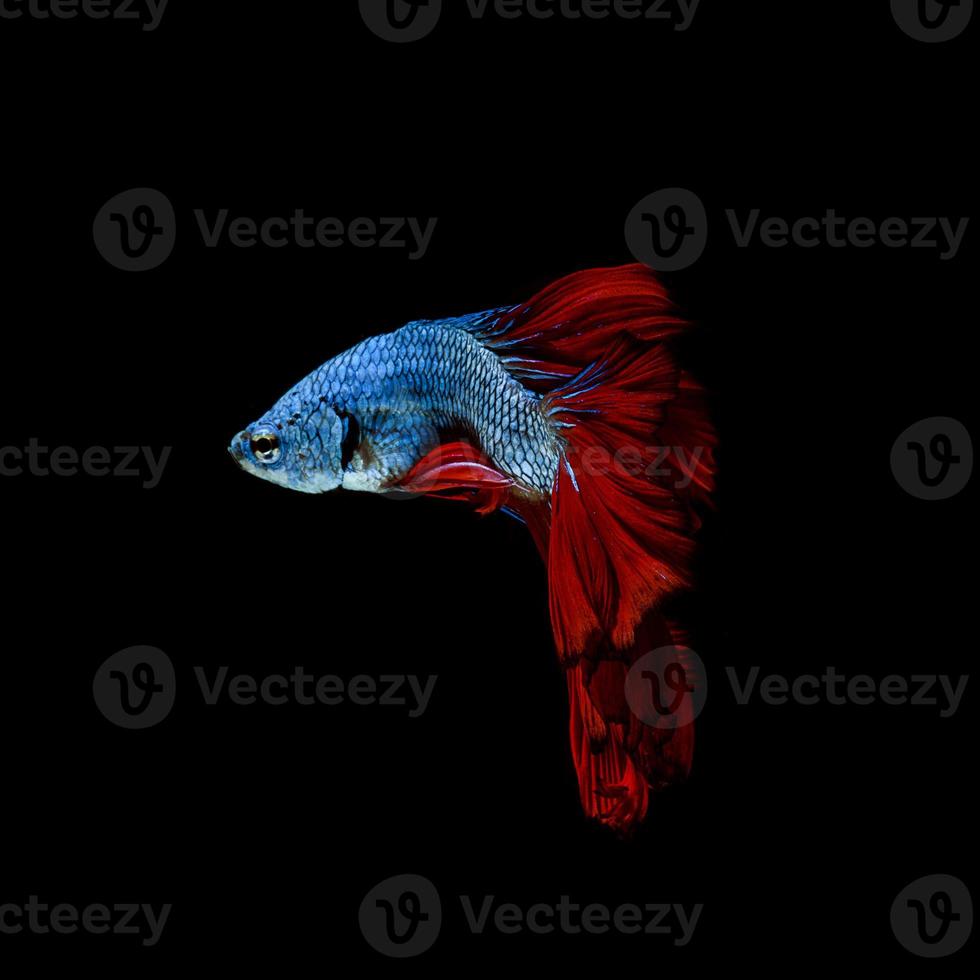 Capture the moving moment of red-blue siamese fighting fish photo