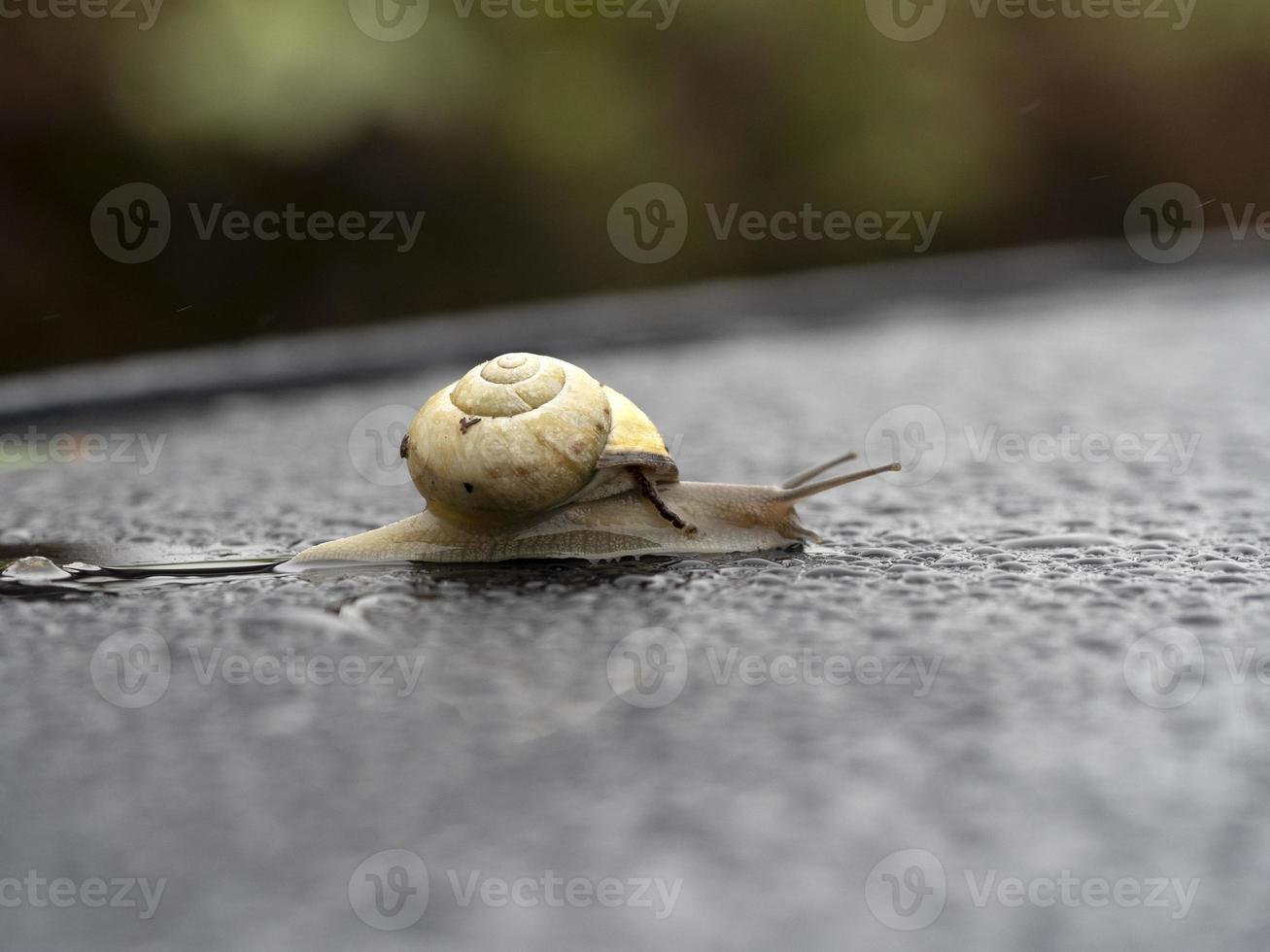 snail on rain drops photo