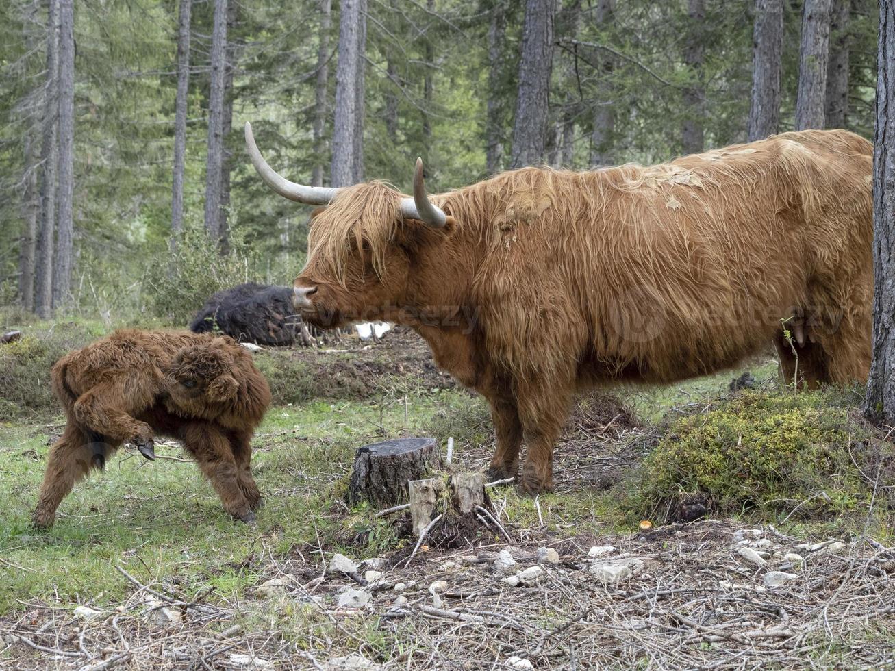 Highlander scotland hairy cow mother and baby newborn calf photo