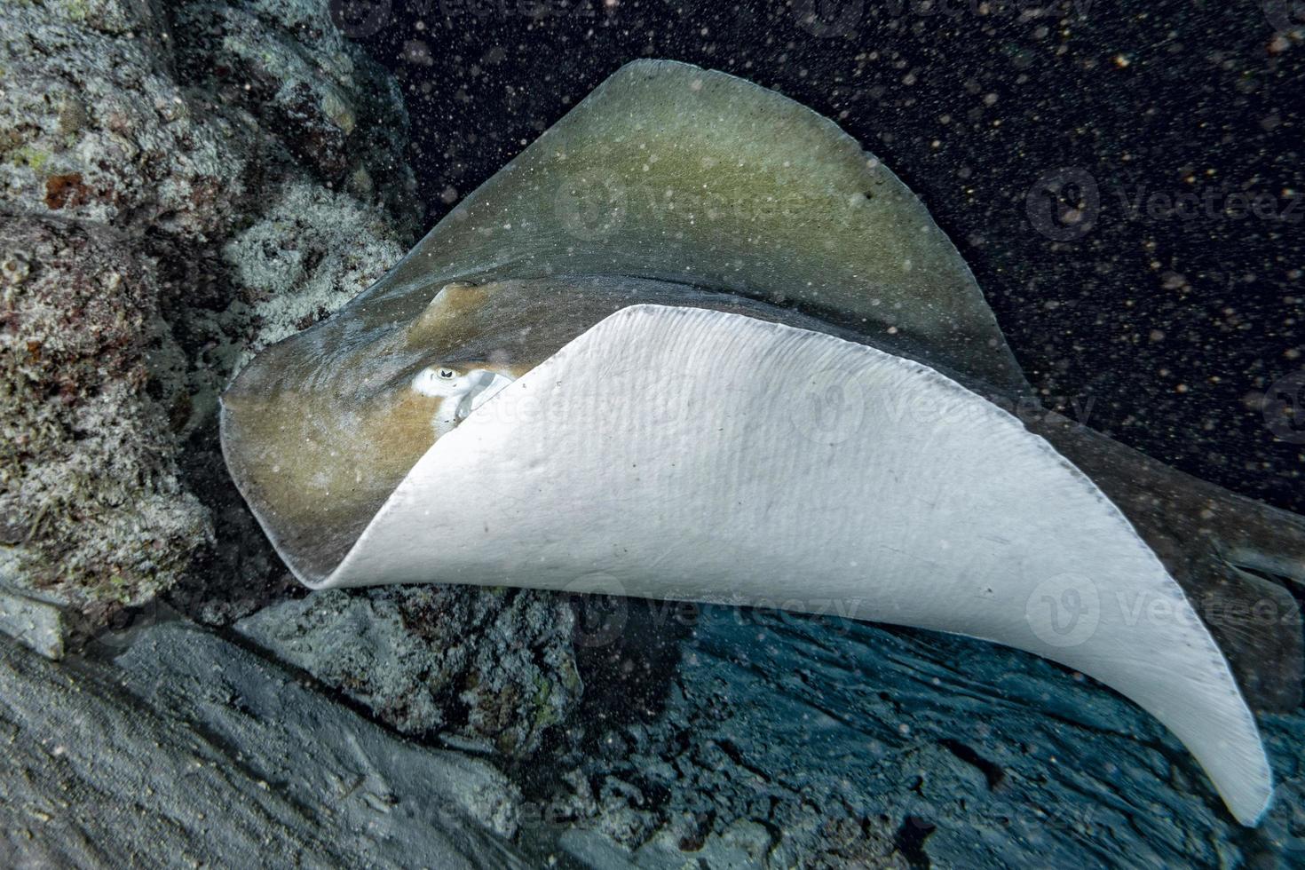 giant blackparsnip stingray fish photo