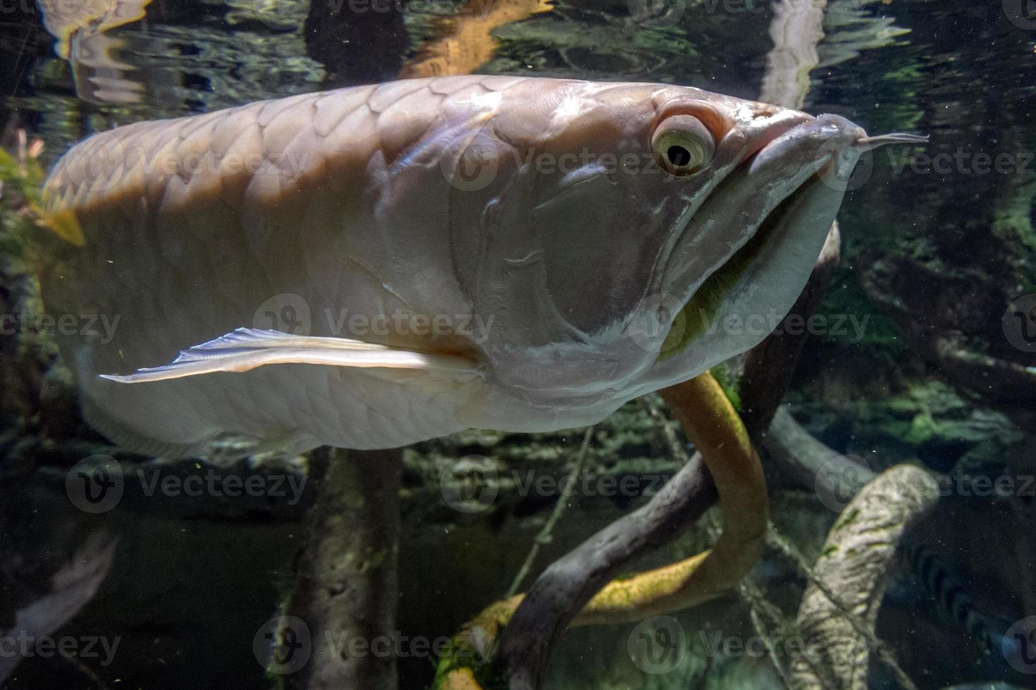 retrato submarino de peces arawana plateados foto