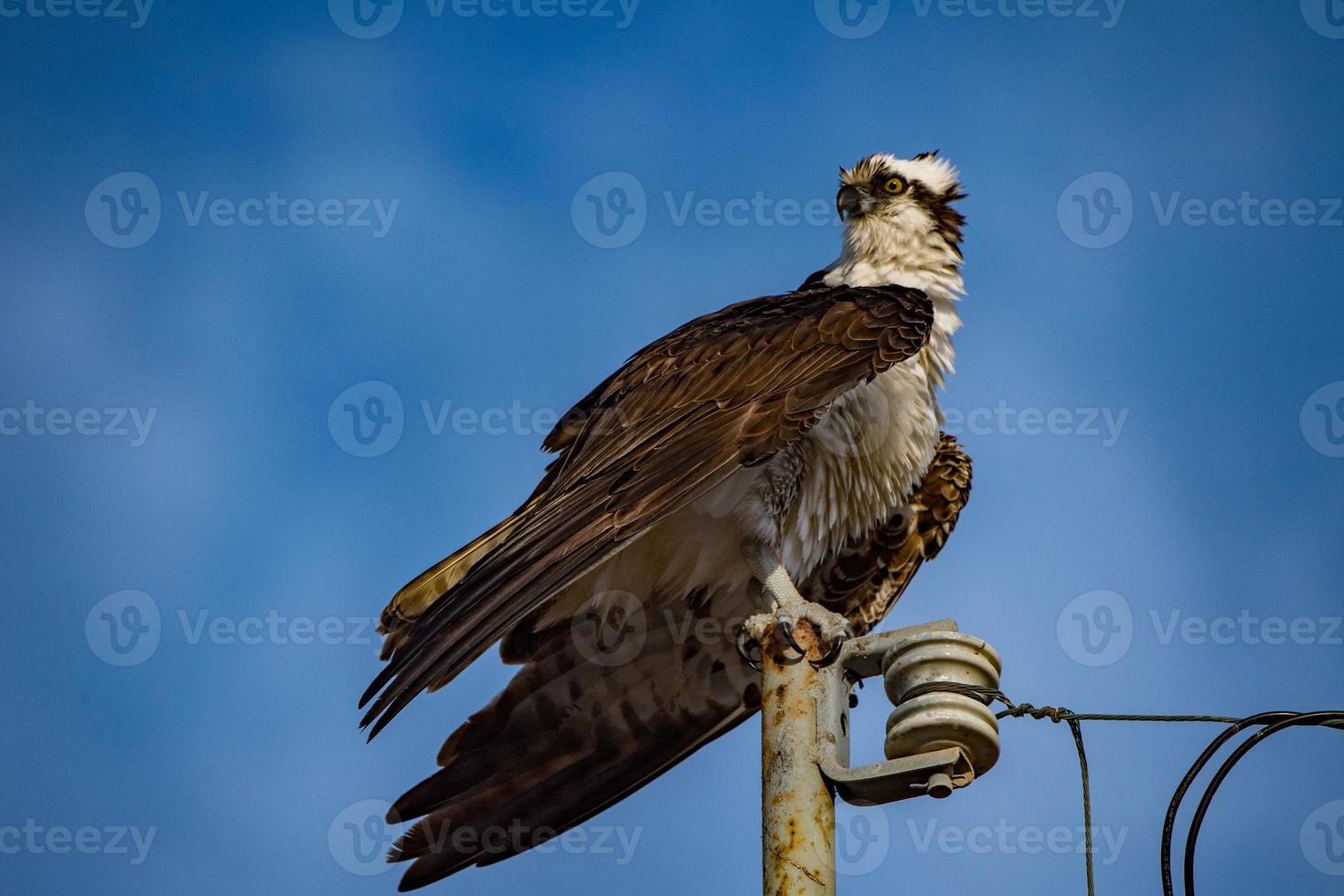 Osprey bird isolated on blue photo