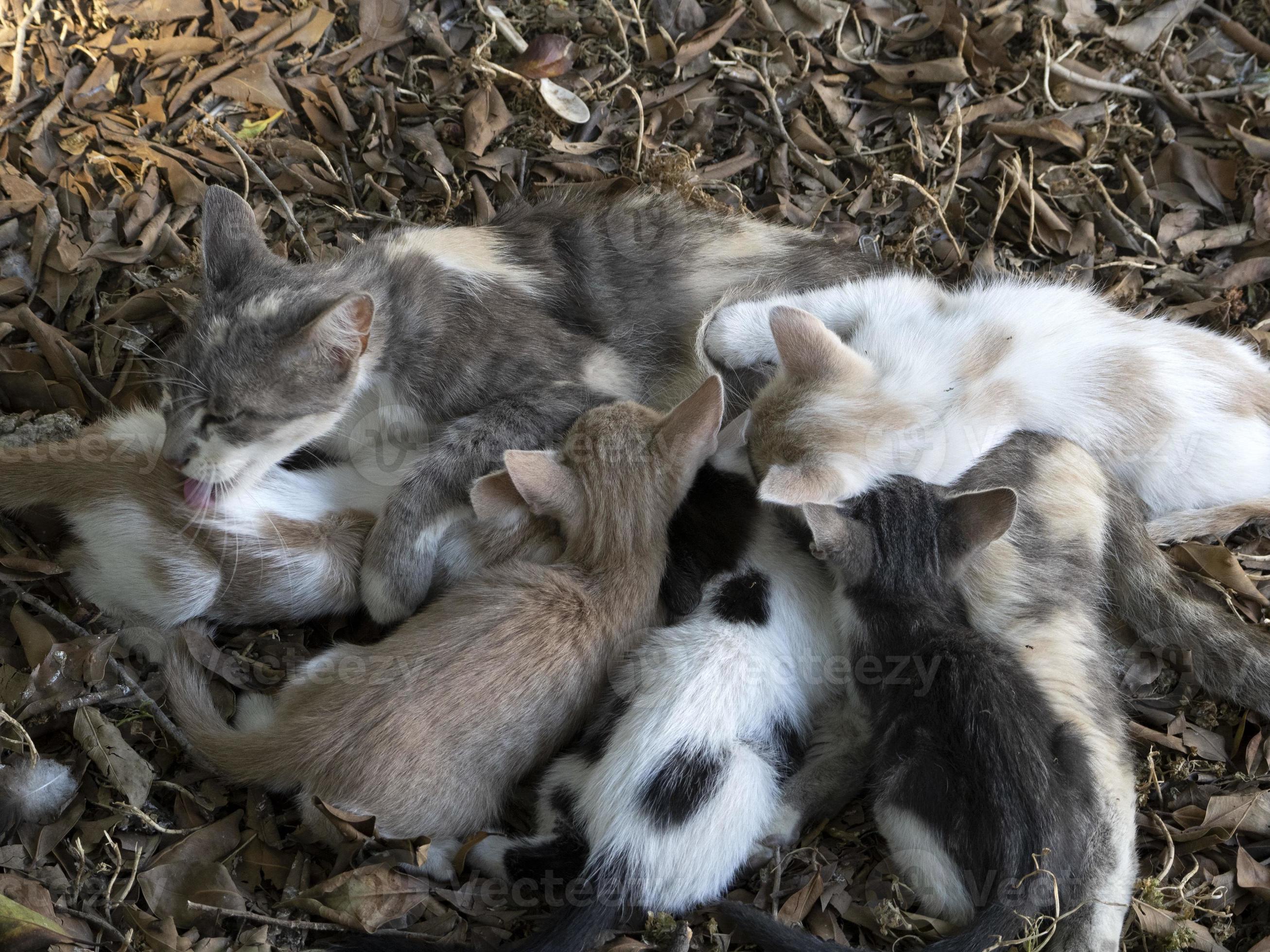 Mother Cat breastfeeding newborn kittens 12037590 Stock Photo at Vecteezy