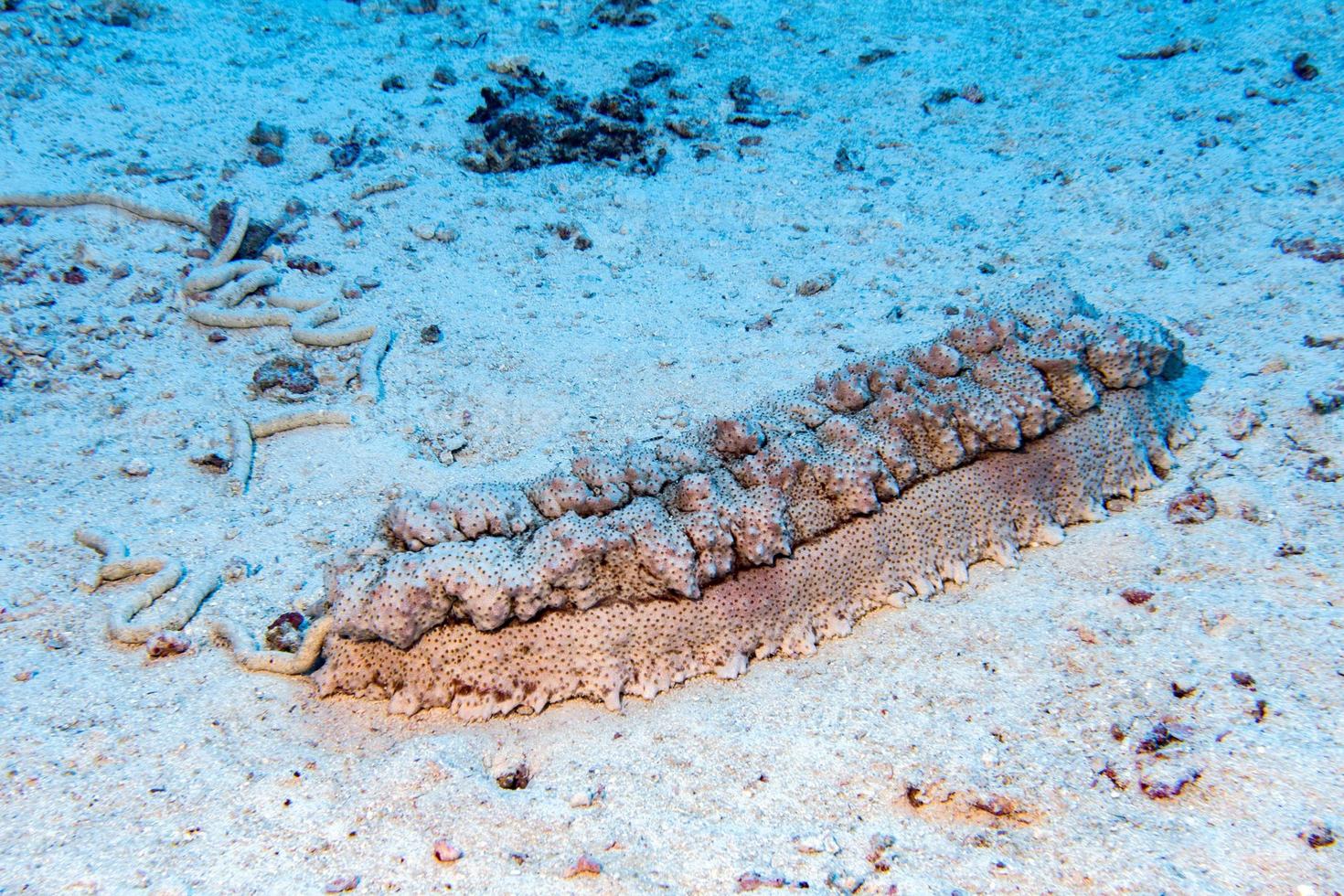Holoturian sea cucumber close up portrait in maldives photo