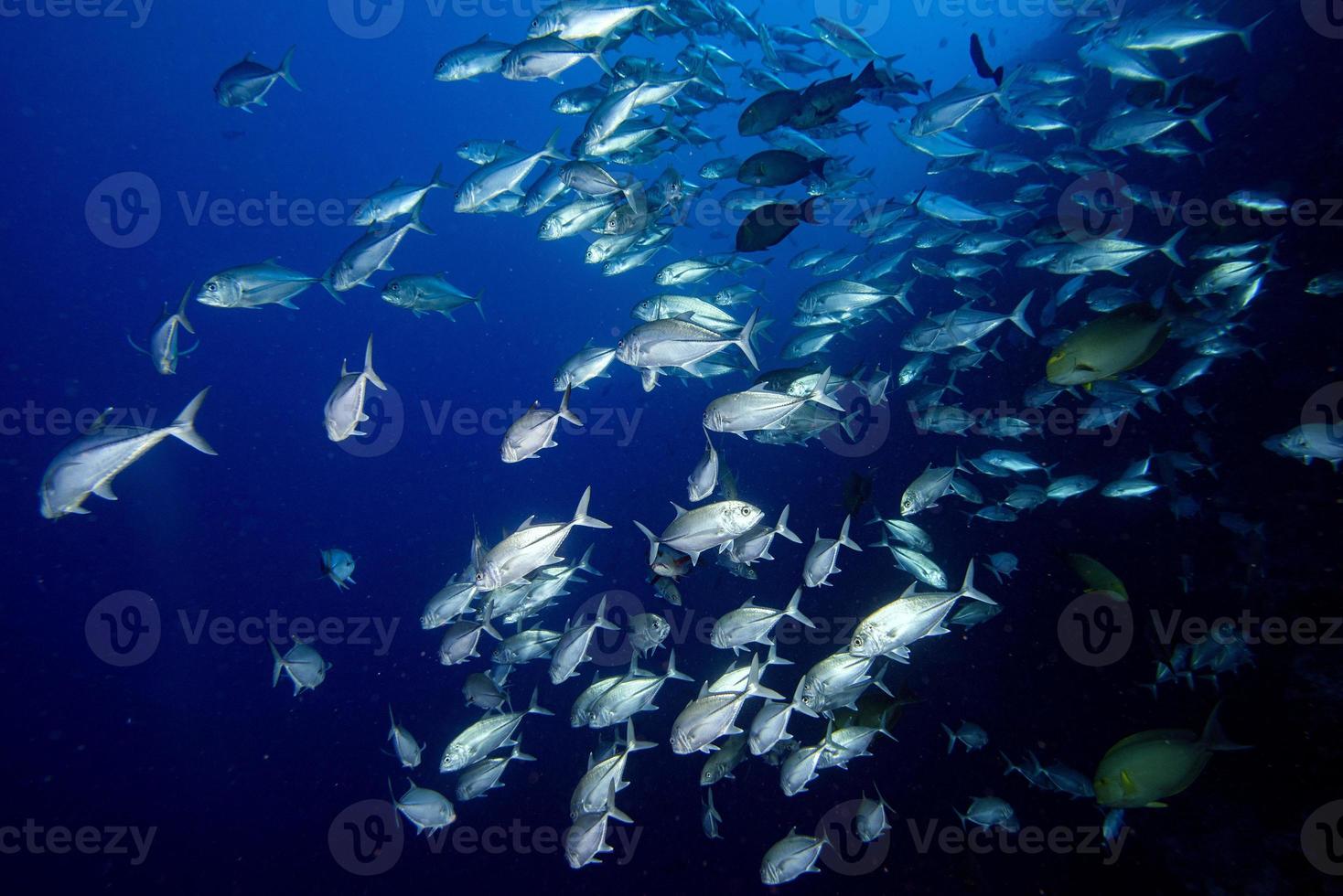 Peces caranx de atún jurel gigante aislado en azul foto