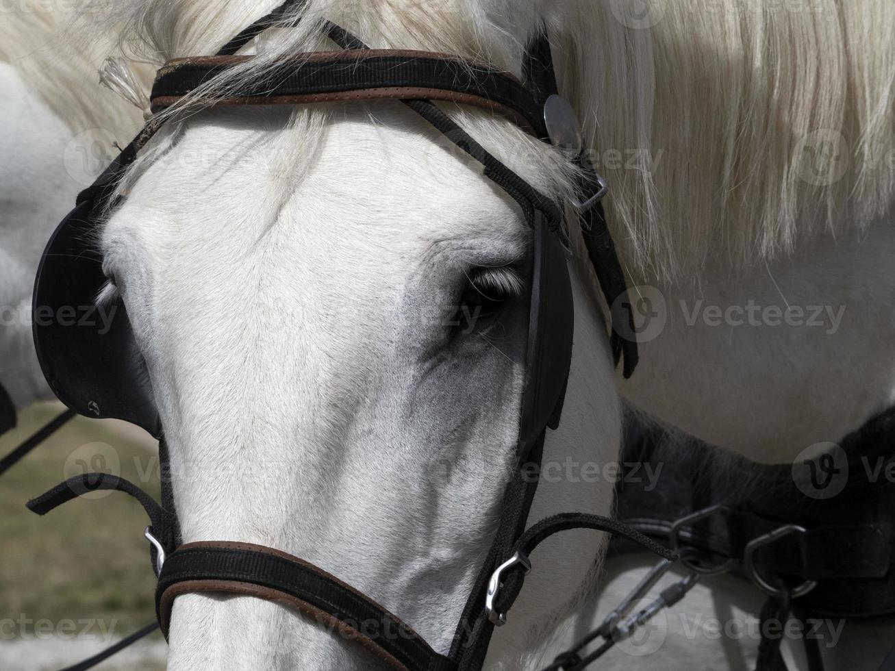 draft working horse close up detail photo