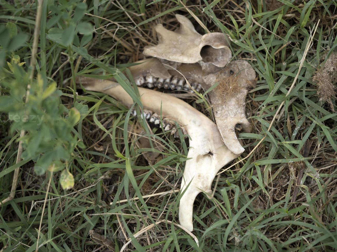 Fallow deer skeleton bones eaten by wold and covered by worms photo