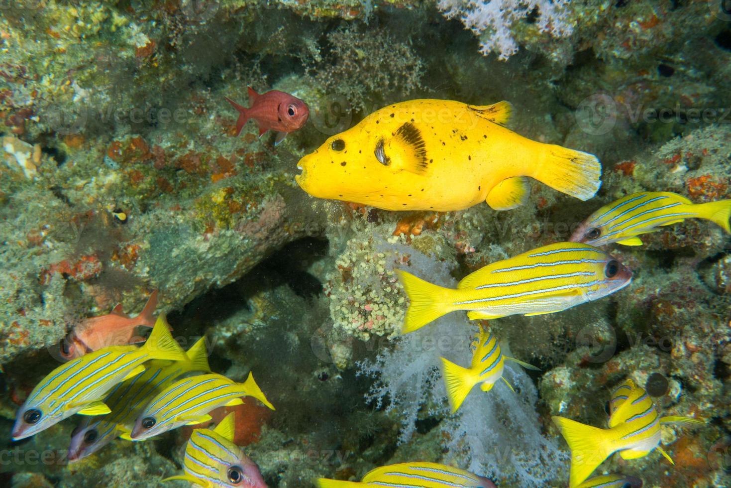 yellow Puffer fish diving indonesia close up photo