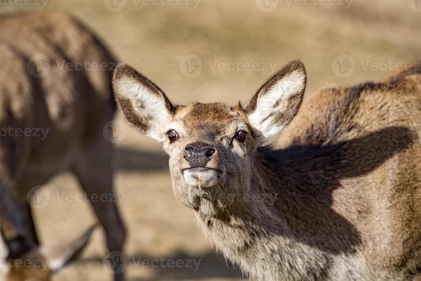 Deer portrait looking at you photo