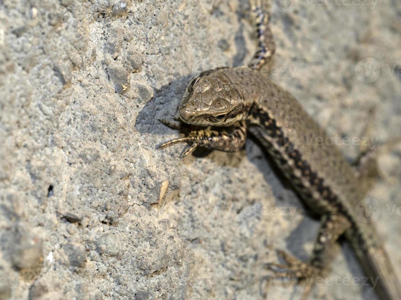 young lizard close up macro photo