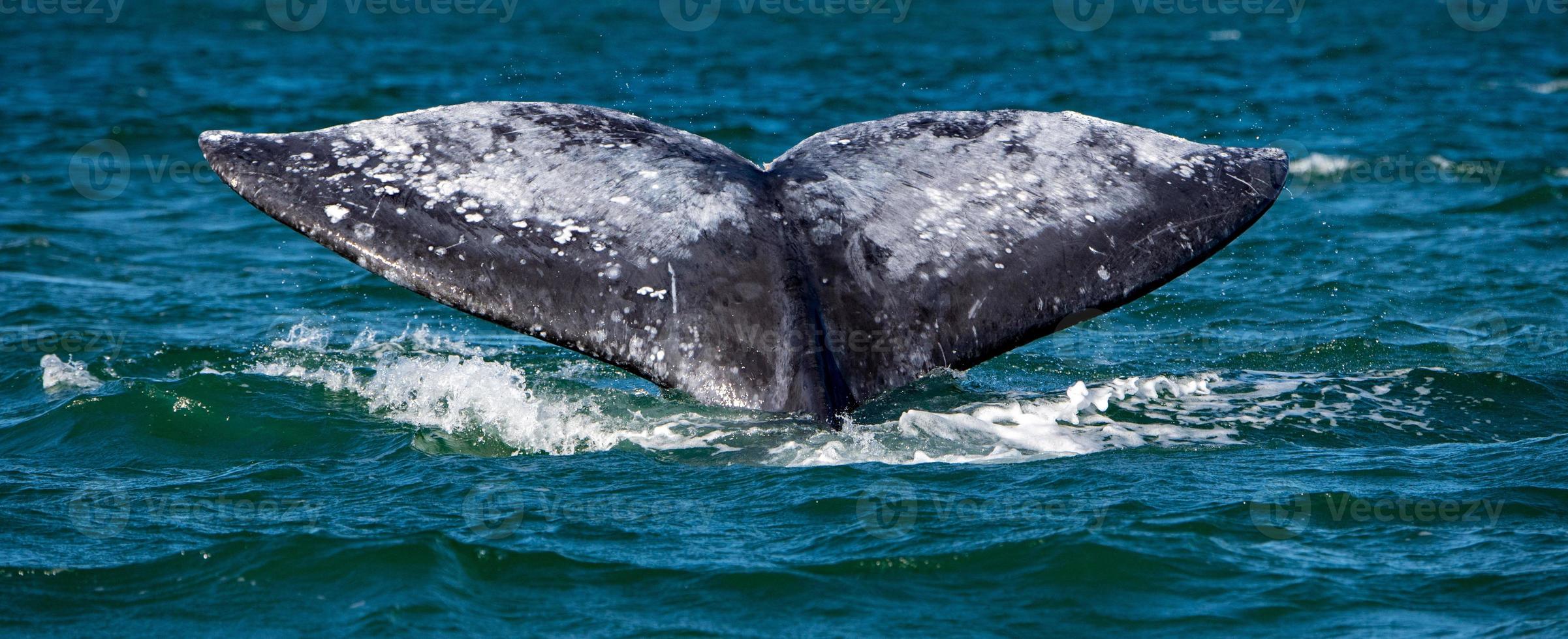 grey whale tail going down in ocean at sunset photo