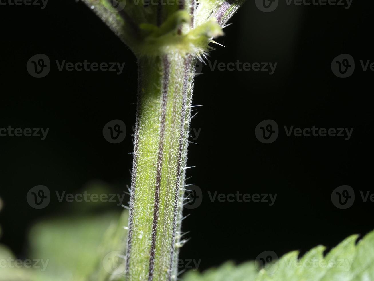 Nettle leaf detail close up photo