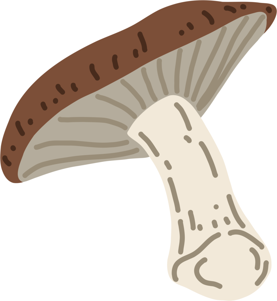 doodle croquis à main levée dessin de légume champignon shitake. png