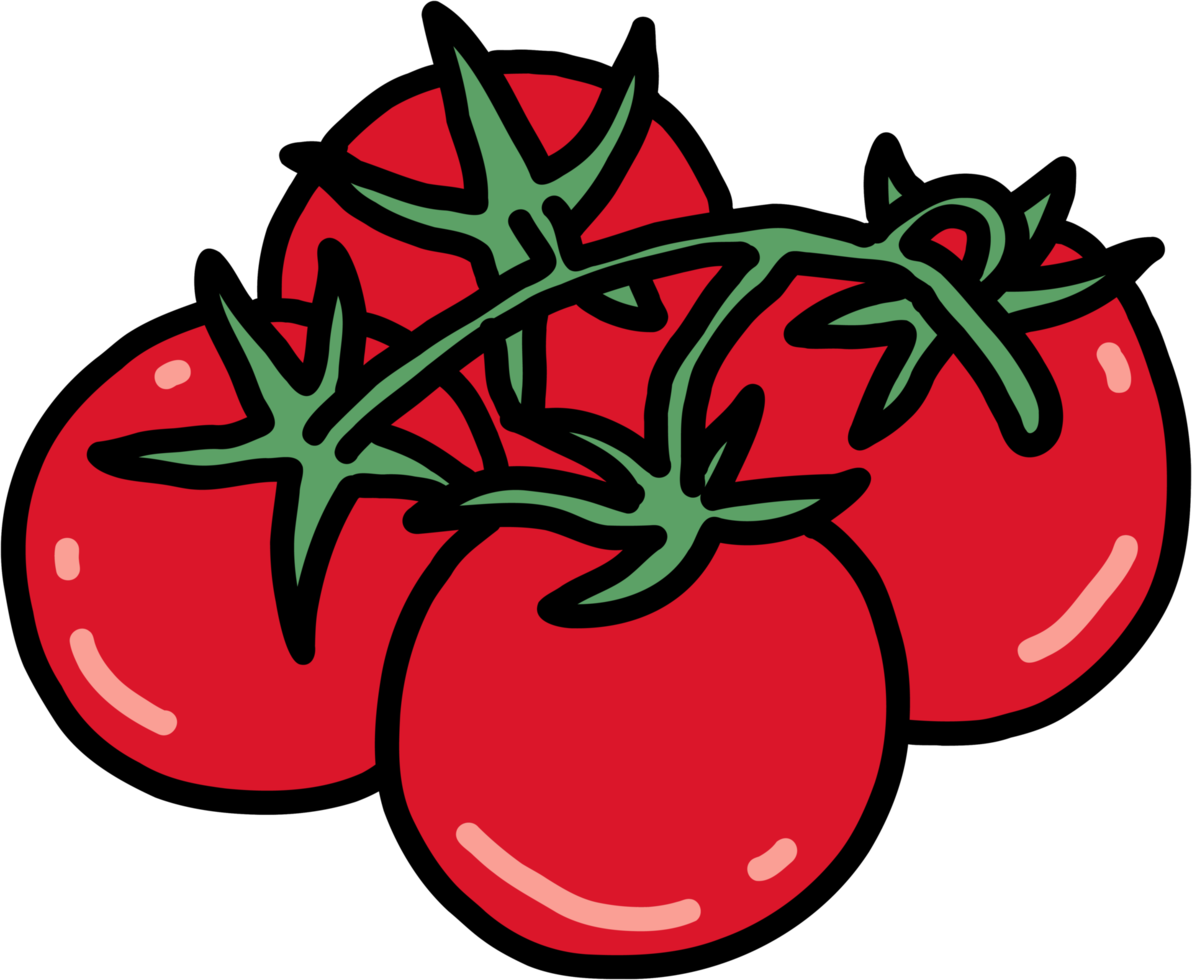 doodle contour croquis à main levée dessin de légume tomate. png
