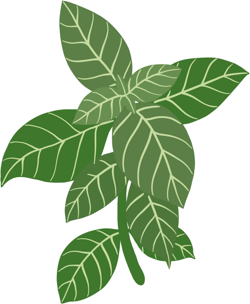doodle freehand sketch drawing of basil. 12038015 PNG