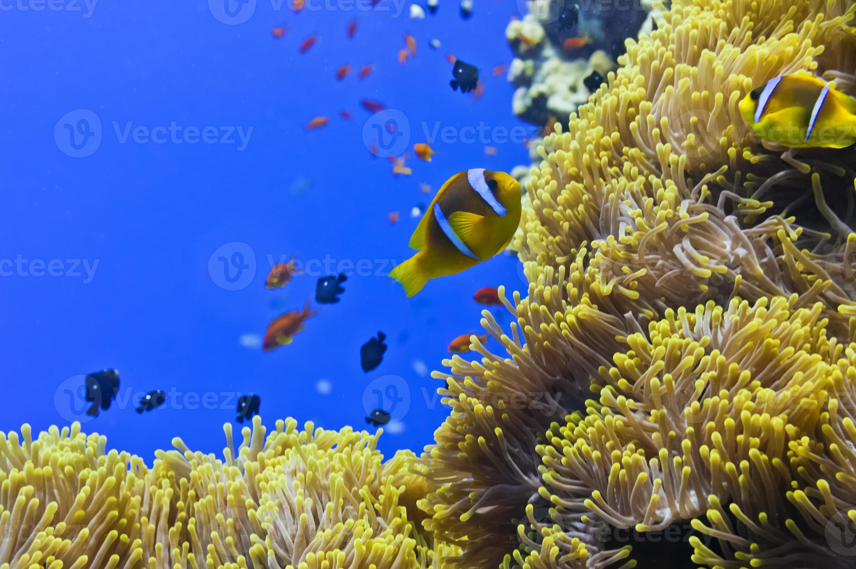A clown fish portrait in the blue background 12038521 Stock Photo at