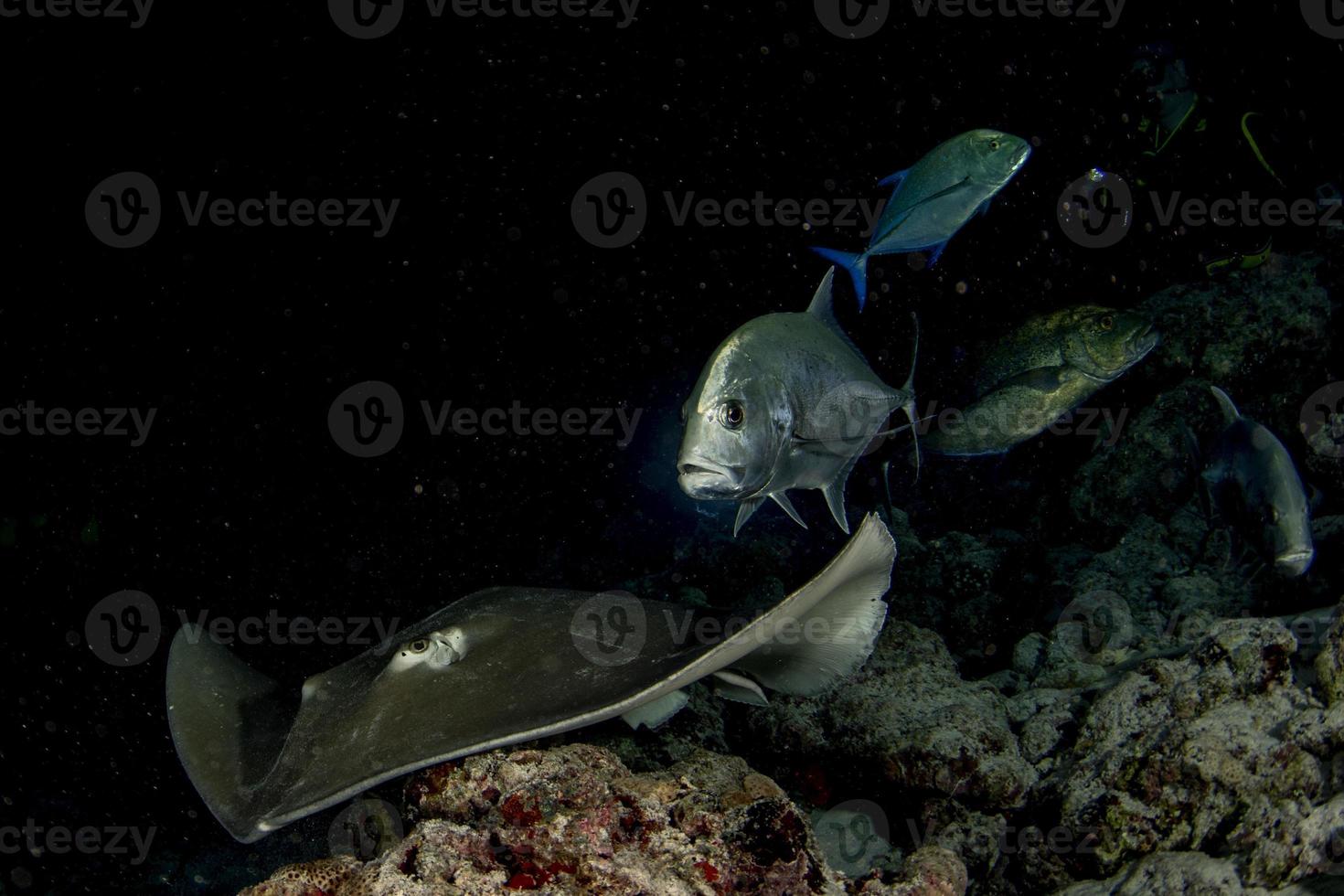 giant blackparsnip stingray fish atr night dive in maldives photo