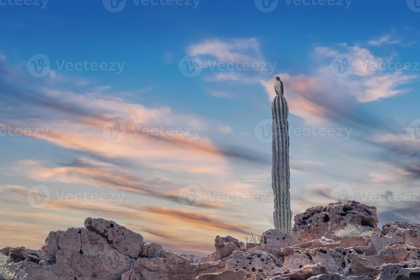 Osprey bird on a cactus at sunset in baja california mexico photo