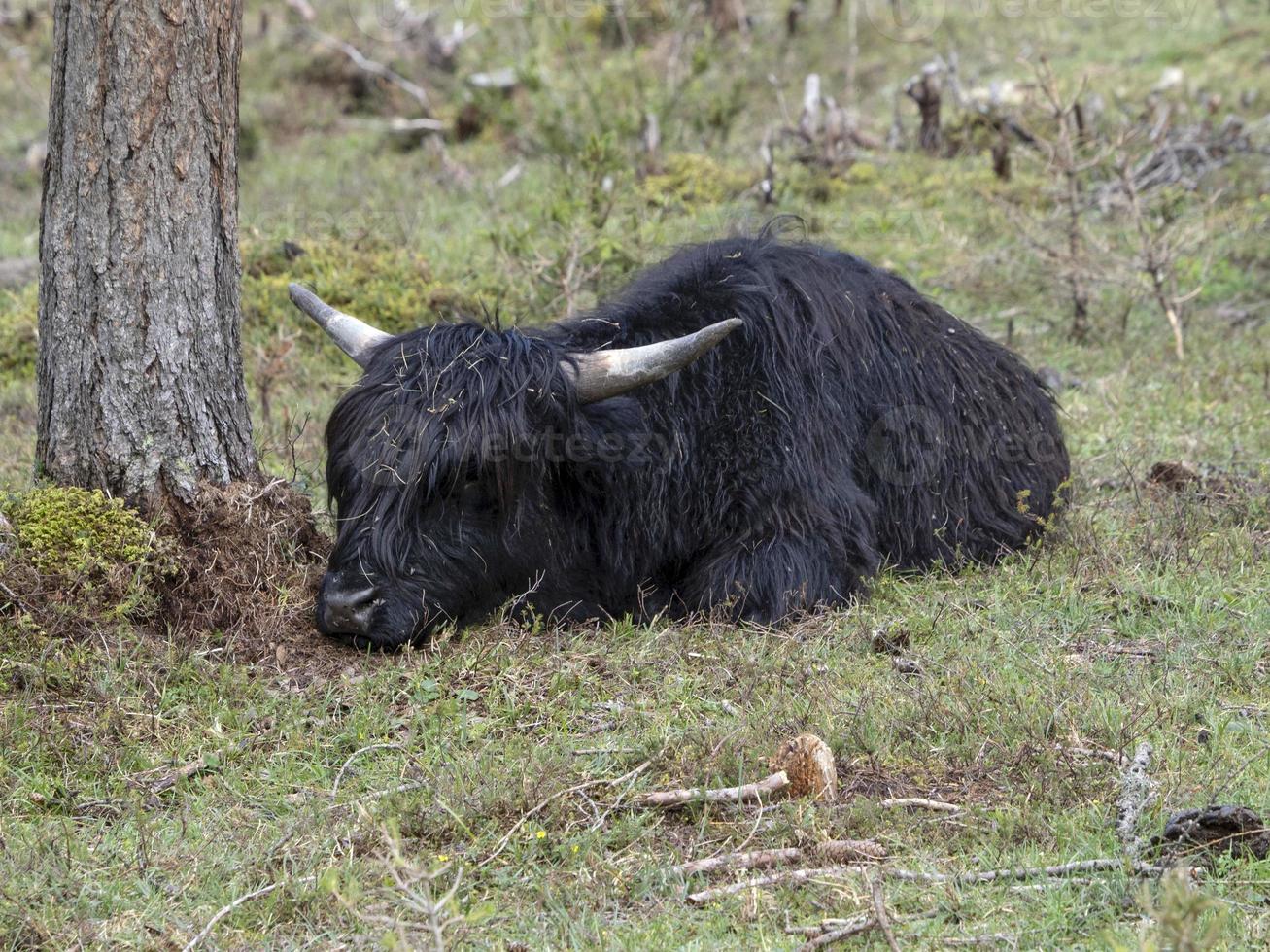Highlander scotland hairy cow yak detail photo