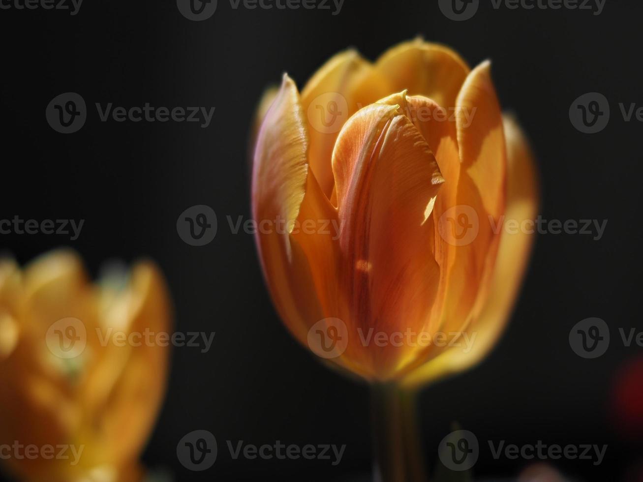 tulip flower isolated on black photo