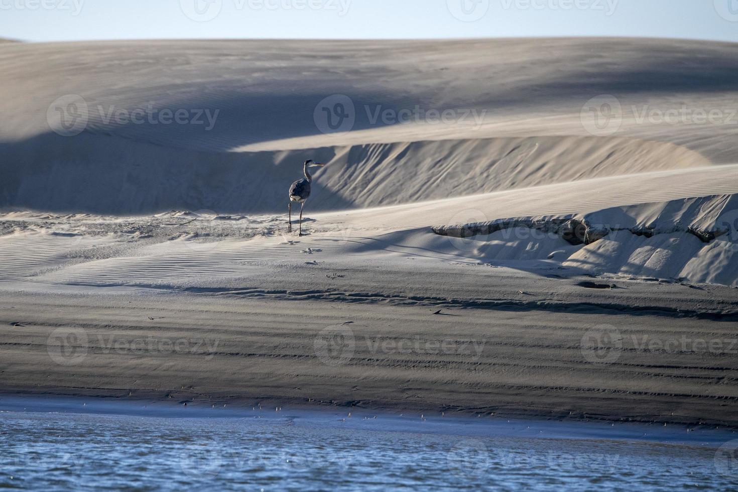 blue heron on the sand in california photo