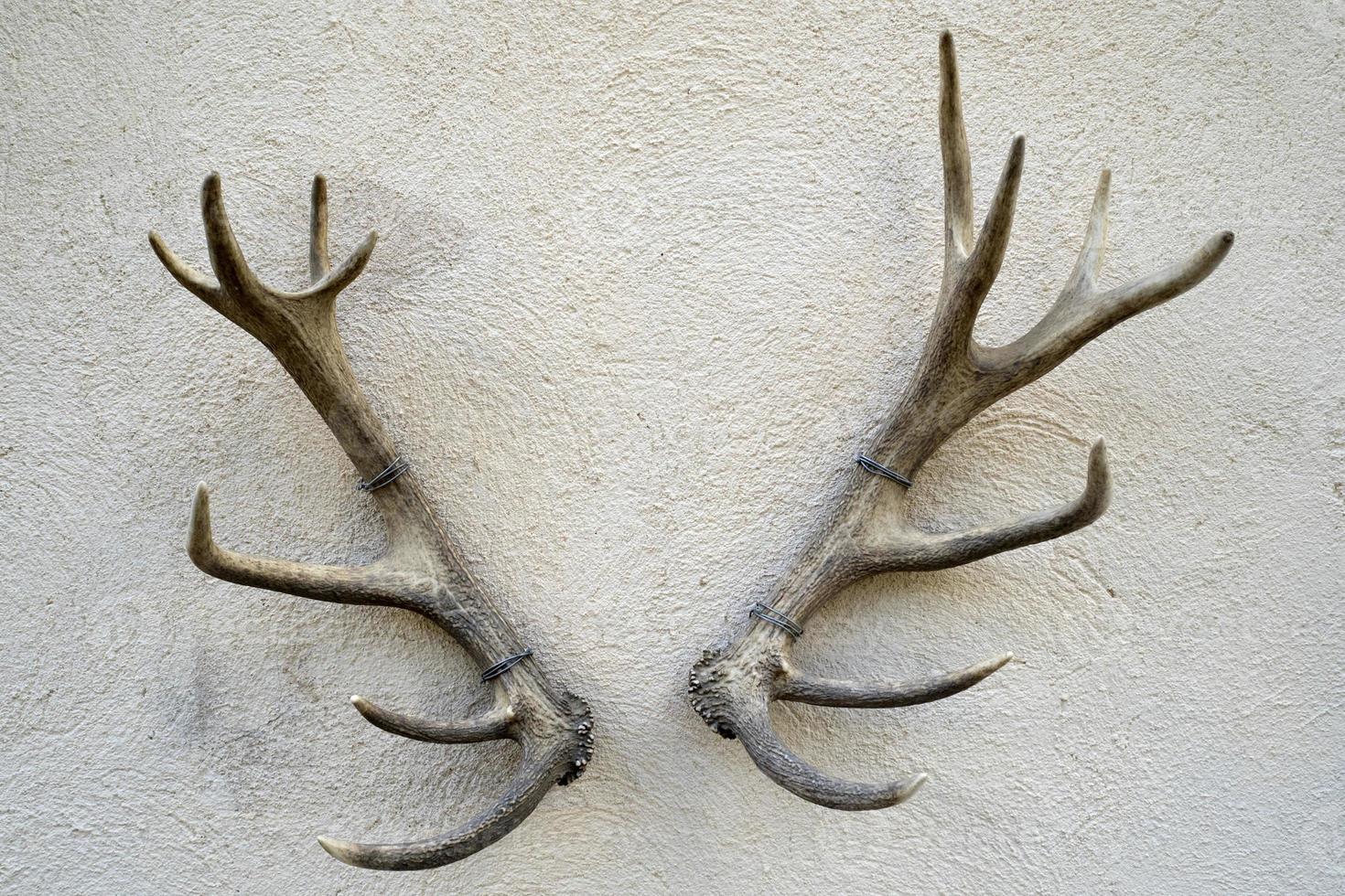 deer antlers on building wall photo