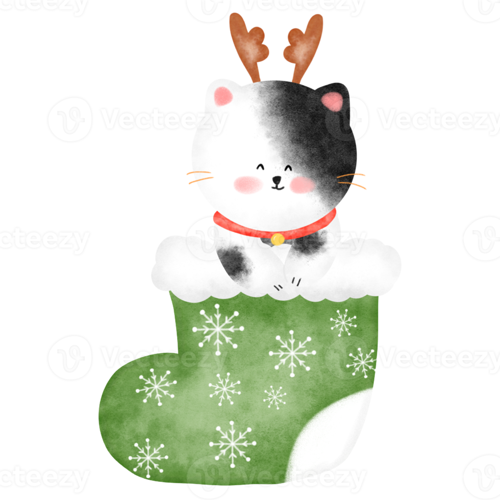 Cute cat in Christmas sock png