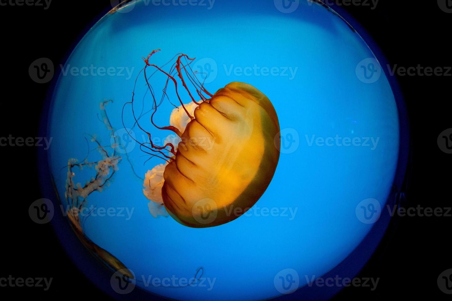 jellyfish isolated on bllue sea close up detail photo