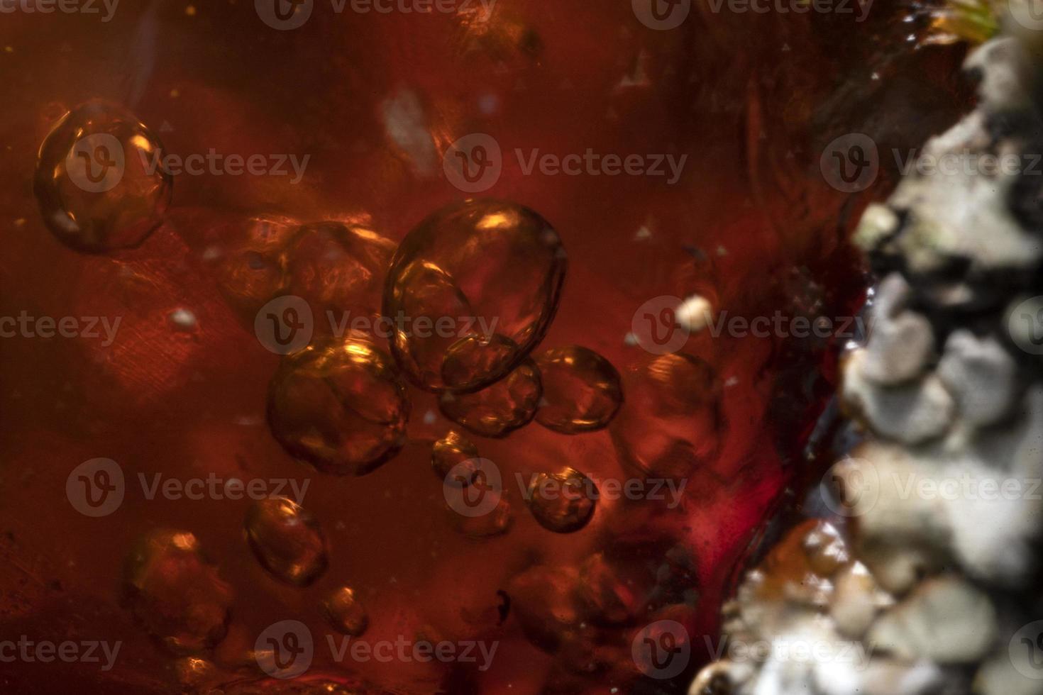 natural tree amber resin macro photo