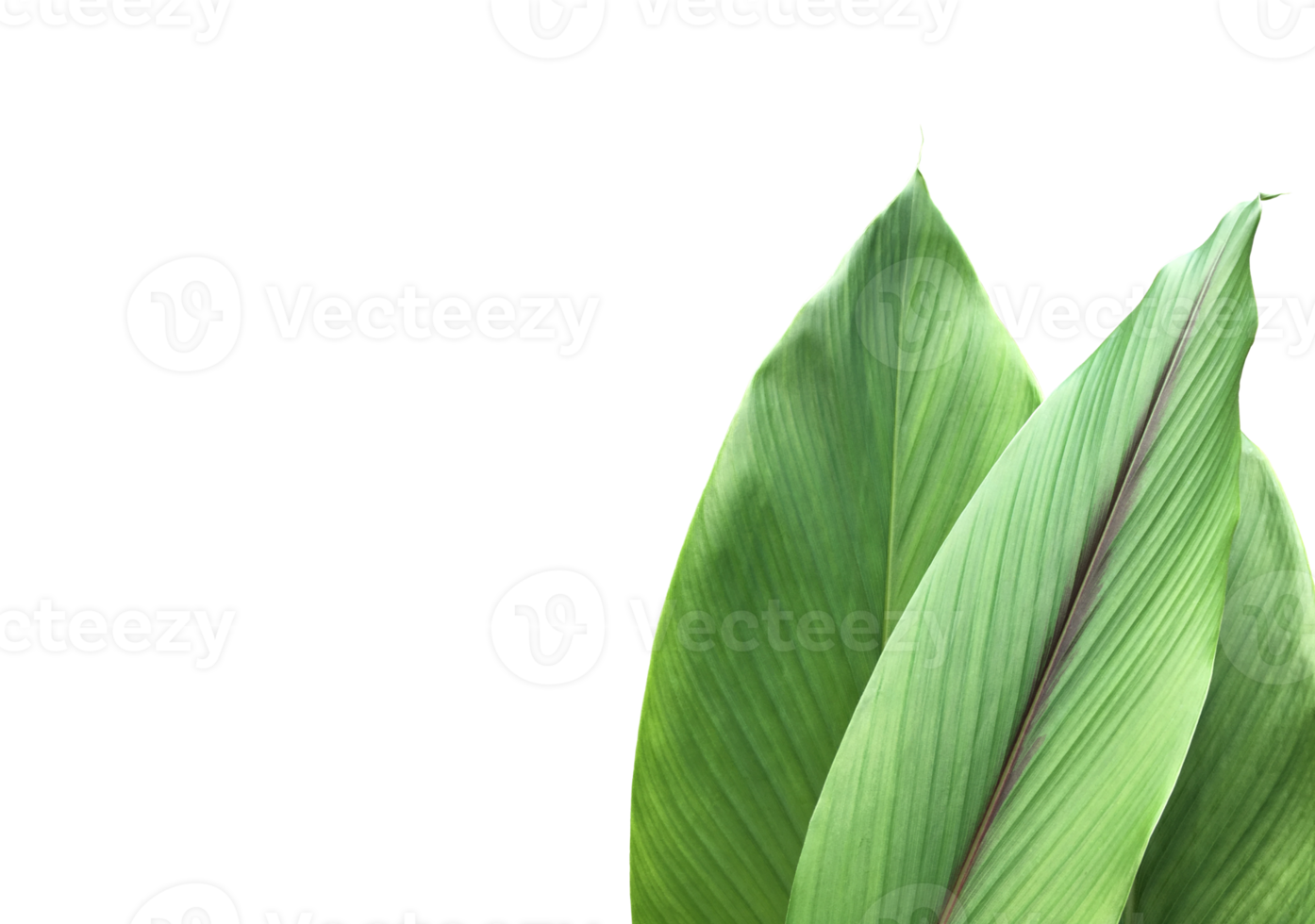 Isolated turmeric leaf with clipping paths. png