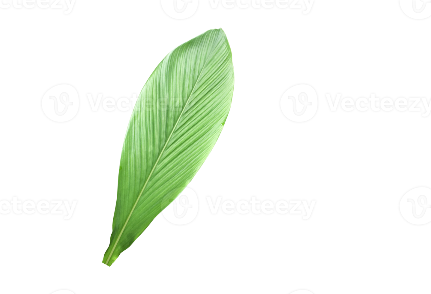 feuille de curcuma isolée avec chemins de détourage. png