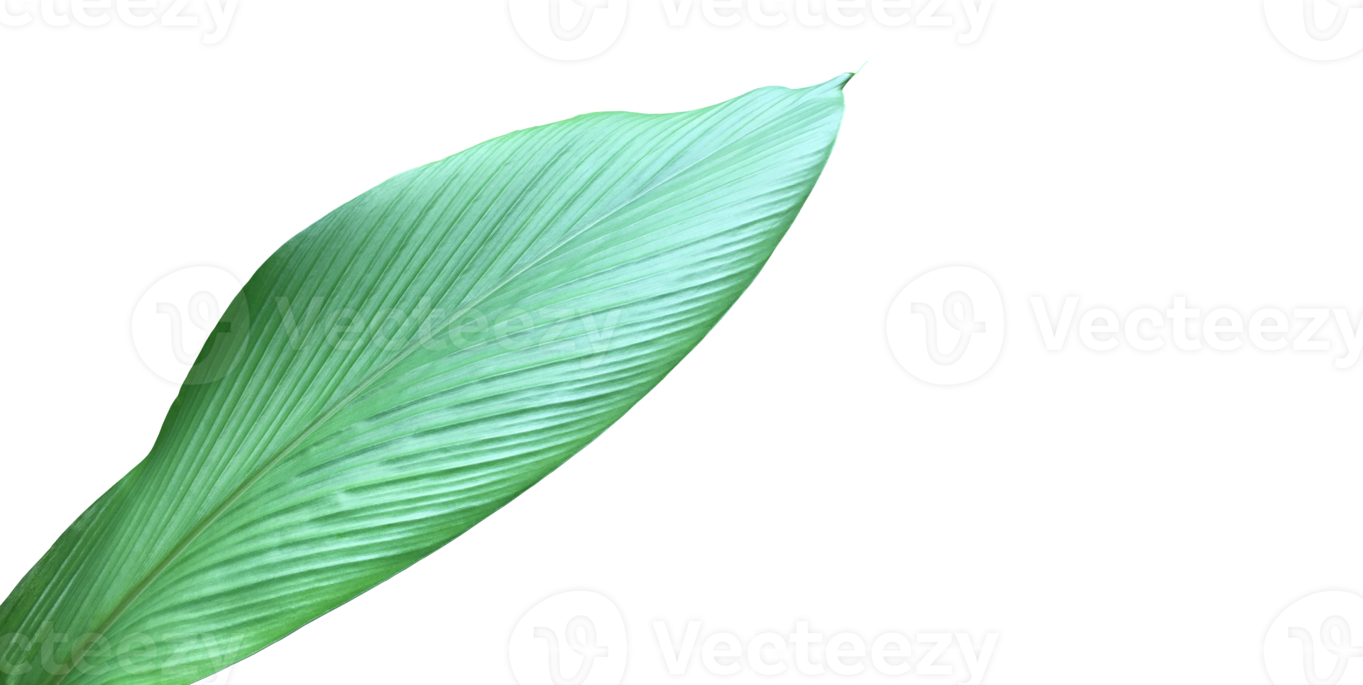 Isolated turmeric leaf with clipping paths. png