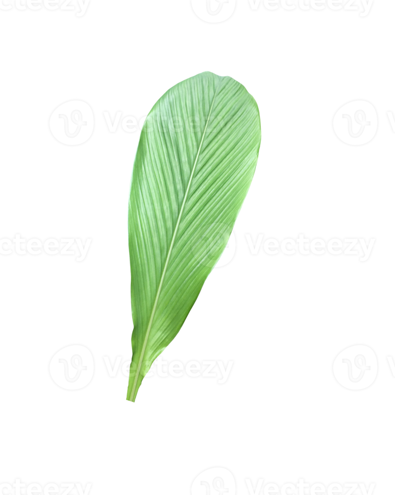 Isolated turmeric leaf with clipping paths. png