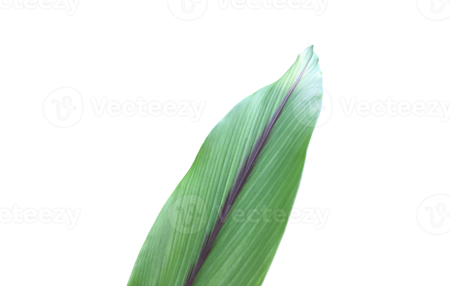 isoliertes Kurkuma-Blatt mit Beschneidungspfaden. png