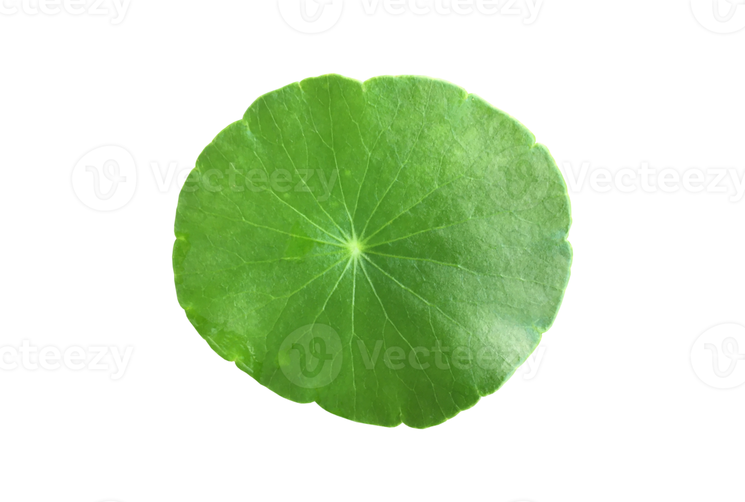 Isolated gotu kola, asiatic pennywort, centella asiatica, ayurveda leaf with clipping paths. png