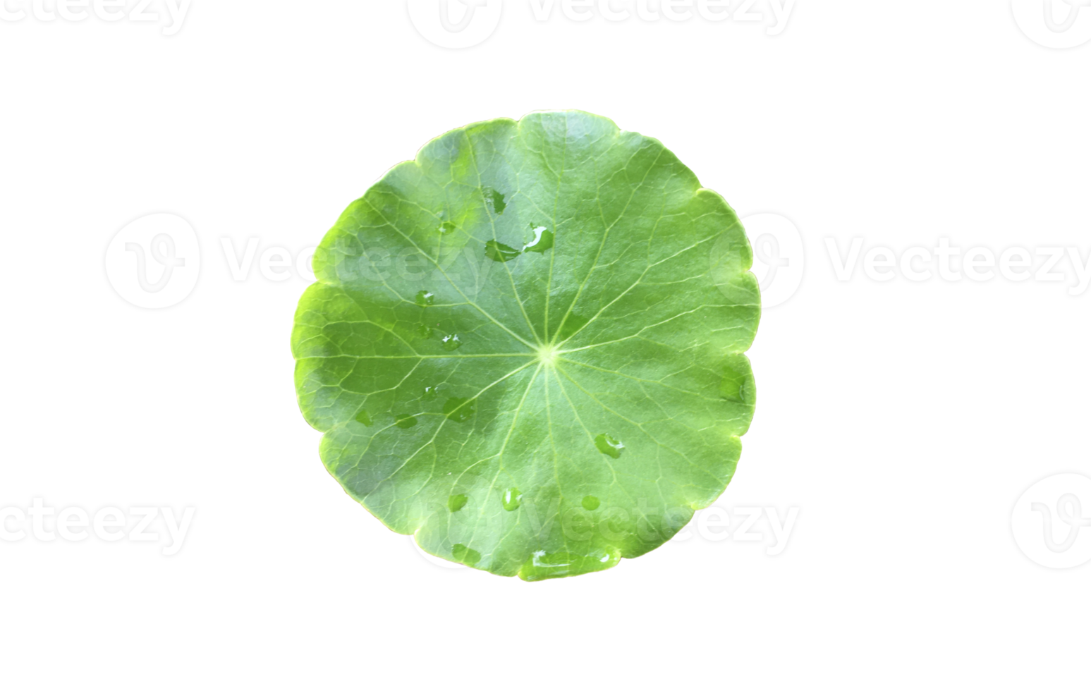 Isolated gotu kola, asiatic pennywort, centella asiatica, ayurveda leaf with clipping paths. png