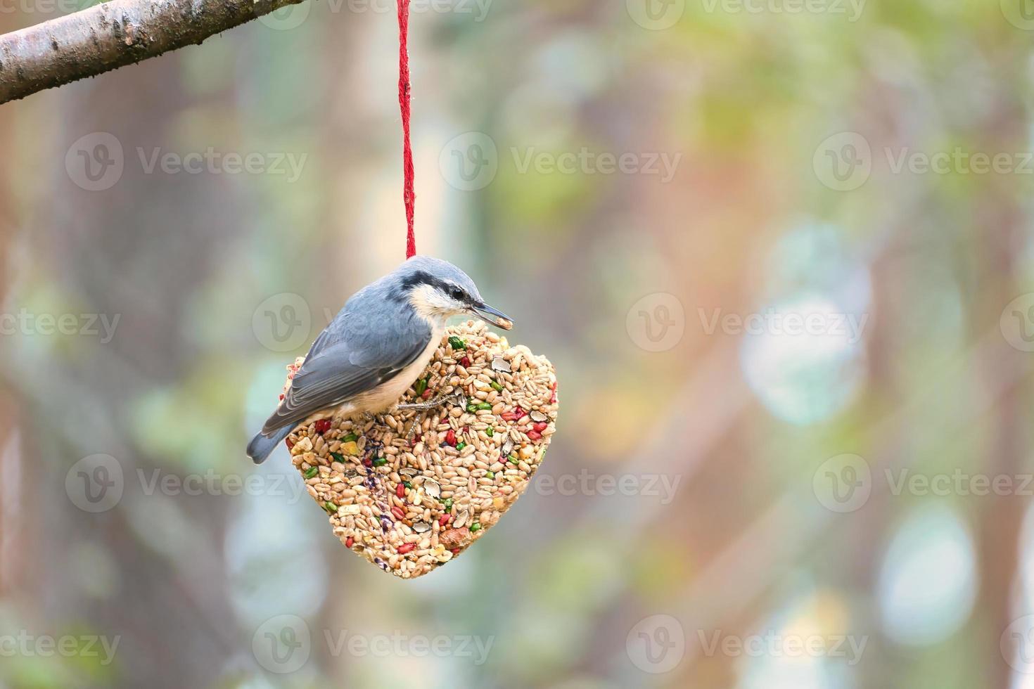 Nuthatch, observed at a feeder heart feeding in the forest. Small gray white bird photo