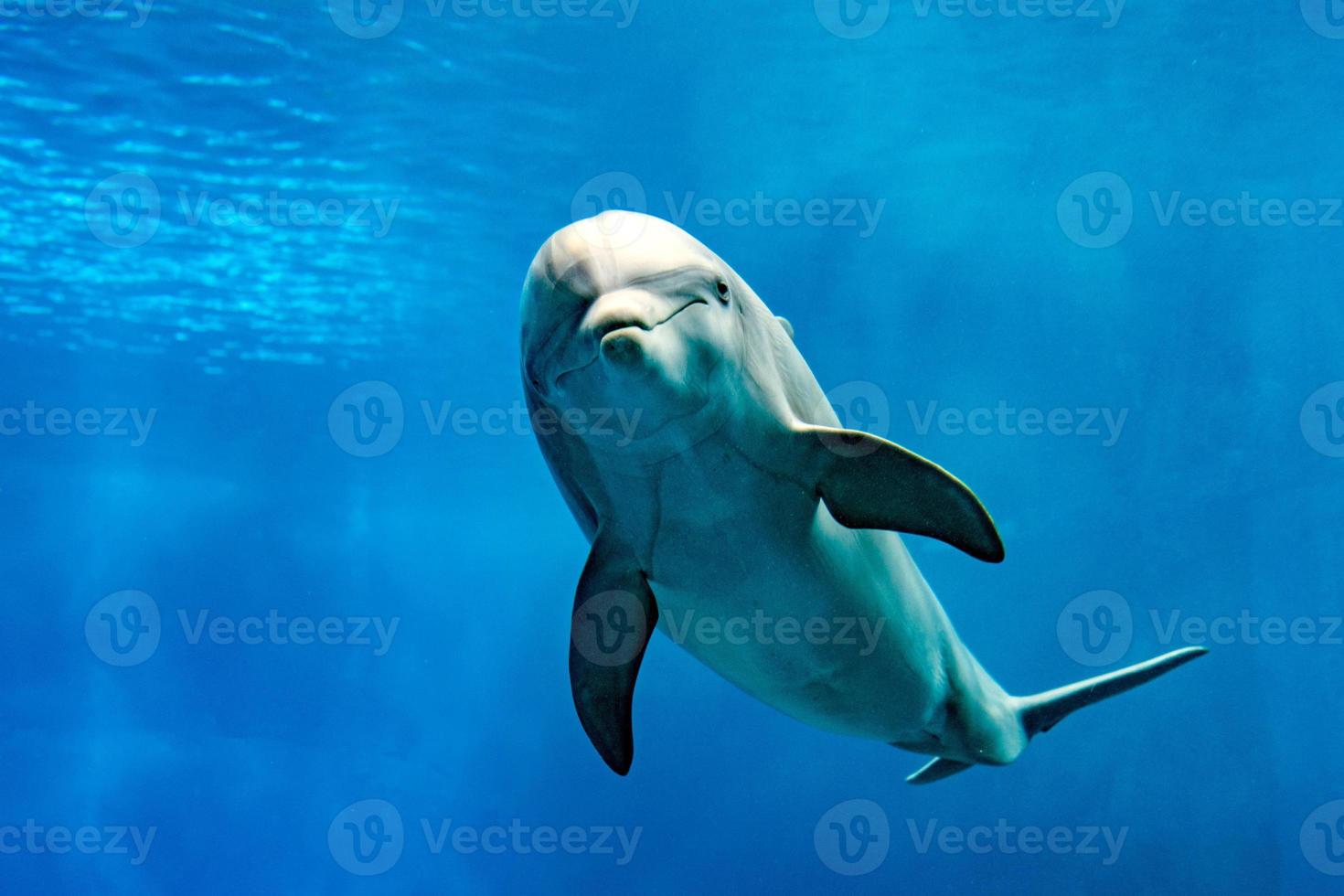 delfín ojo sonriente cerrar retrato detalle foto