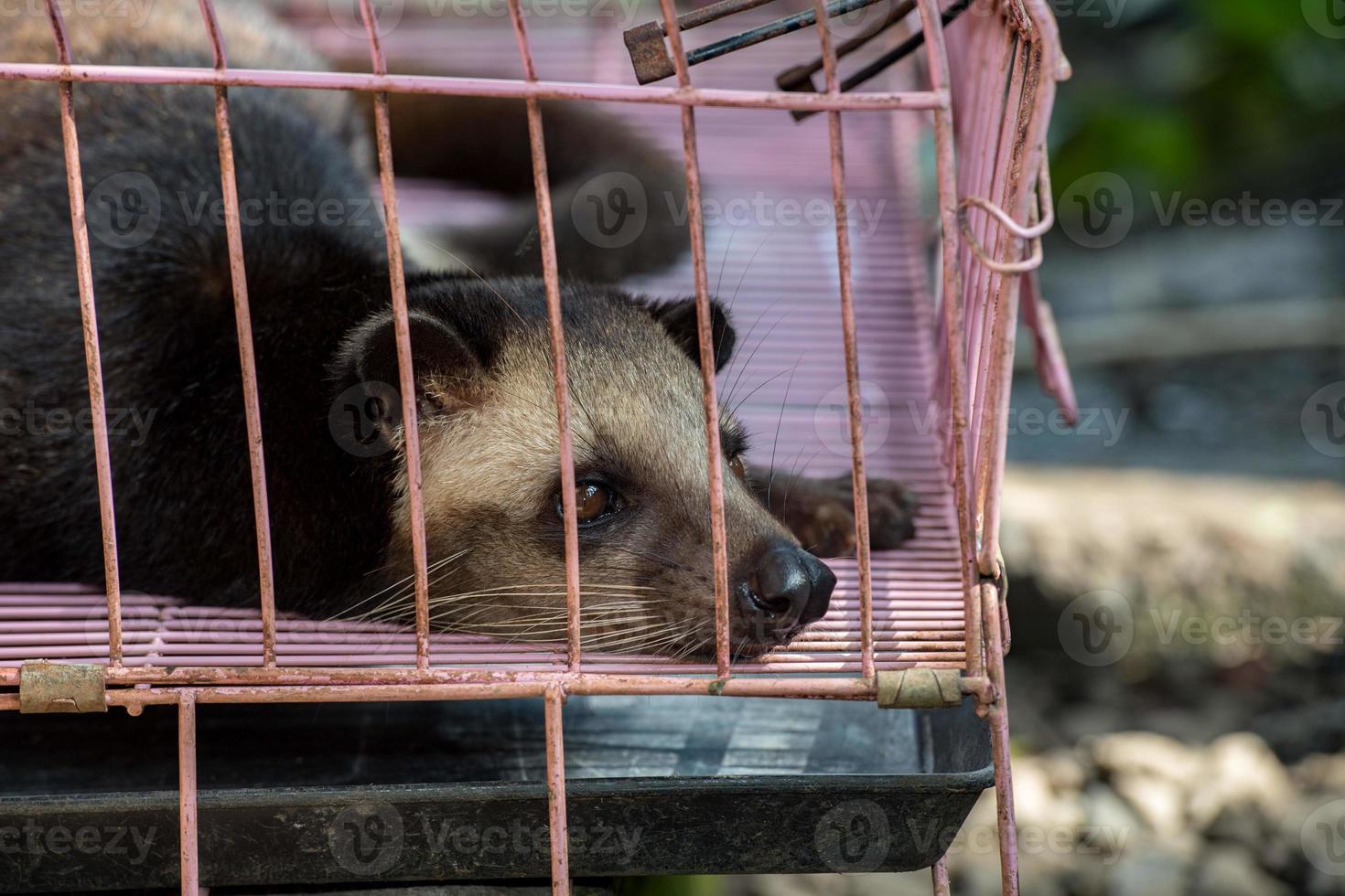 mangosta de café kopi luwak enjaulado en bali, indonesia foto