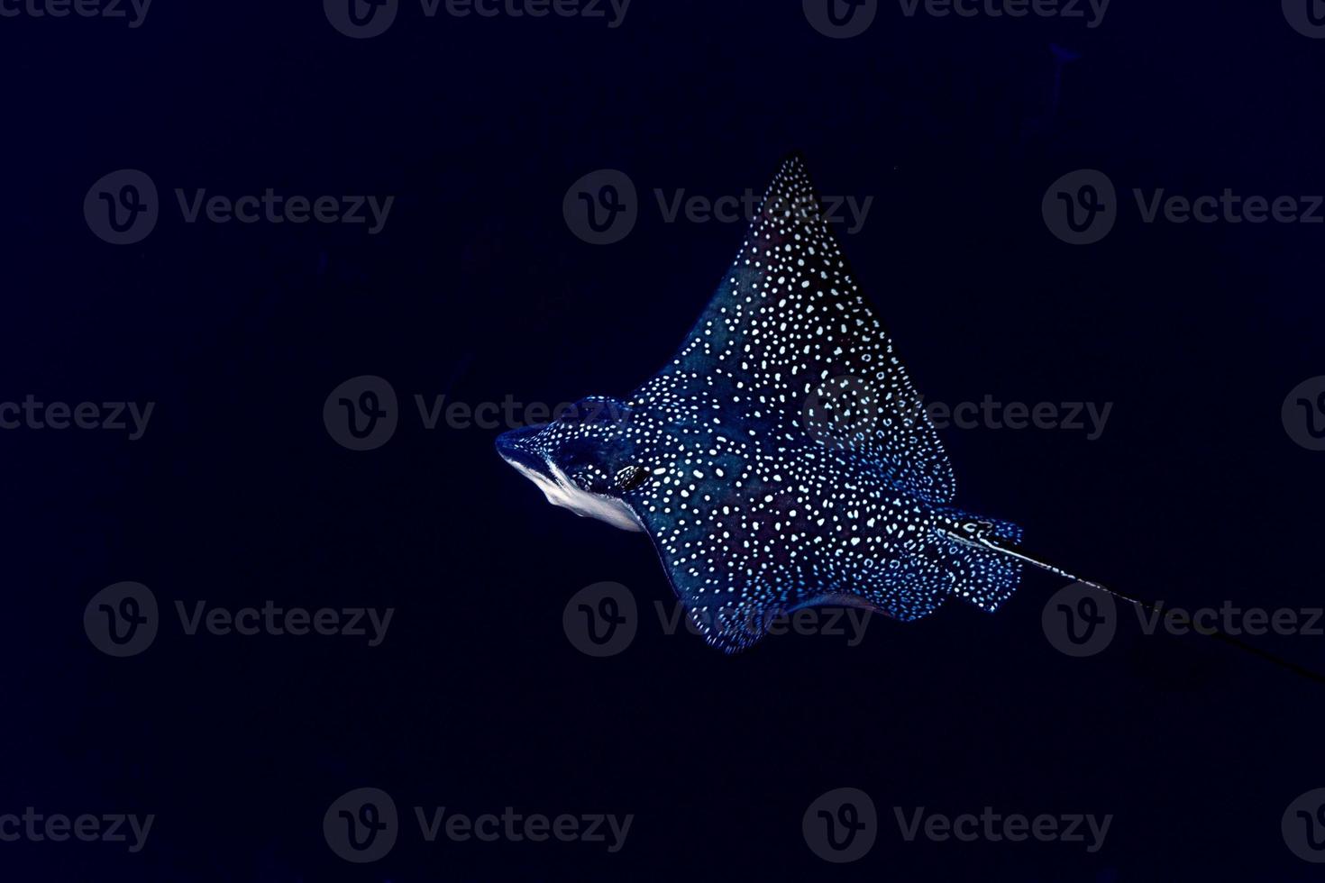 eagle ray manta while diving in Maldives photo