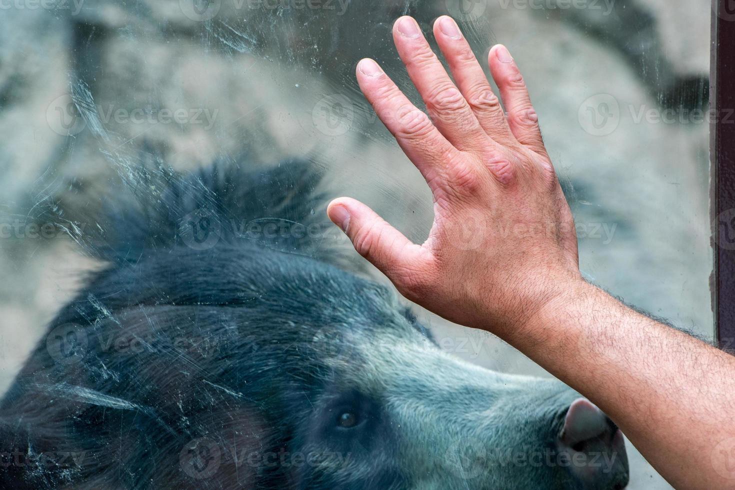 mano en la ventana con el oso asiático negro perezoso foto