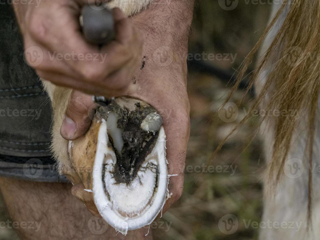 Blacksmith shoeing a donkey and cleaning hoof photo