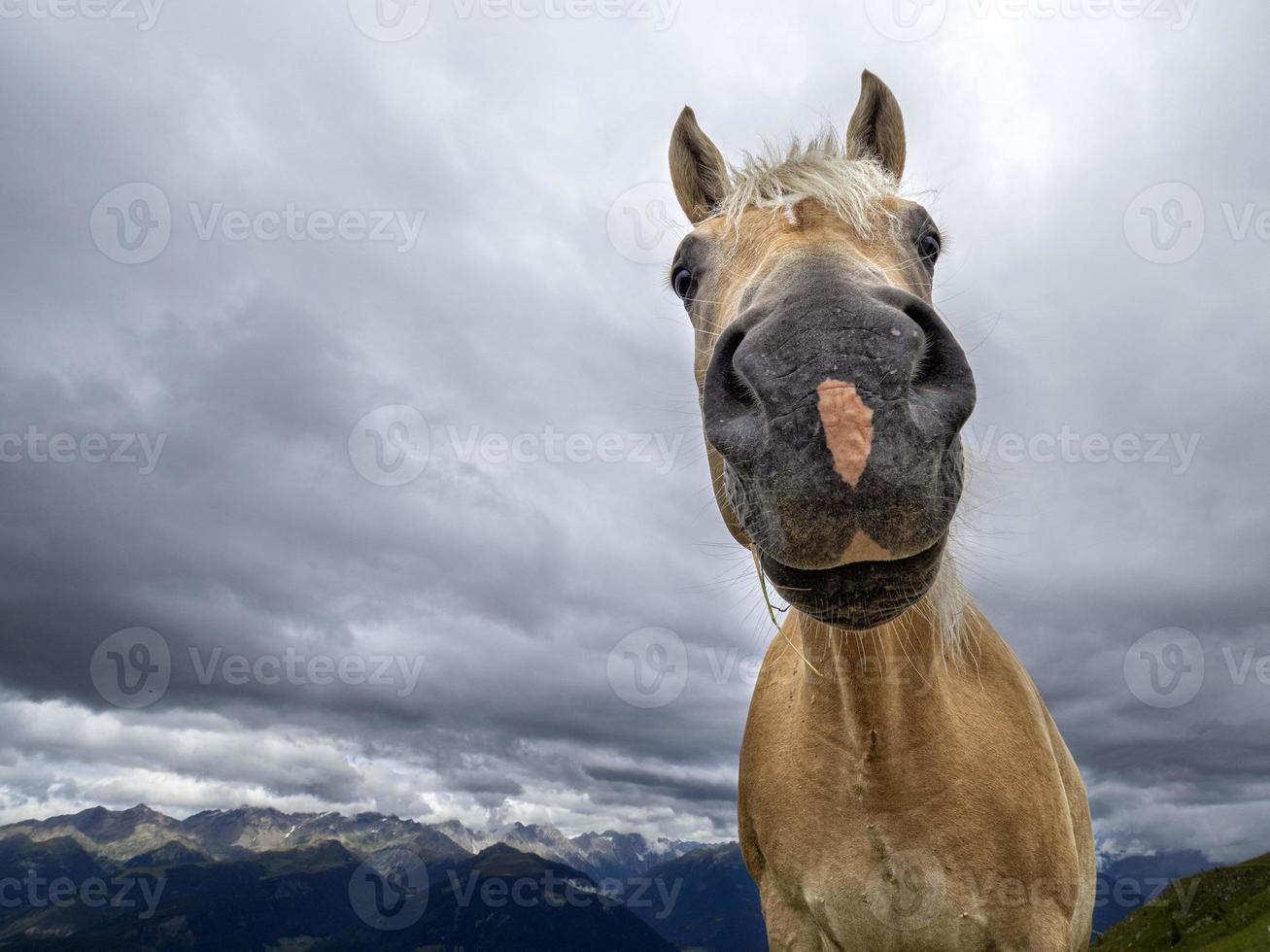 retrato de caballo divertido marrón foto