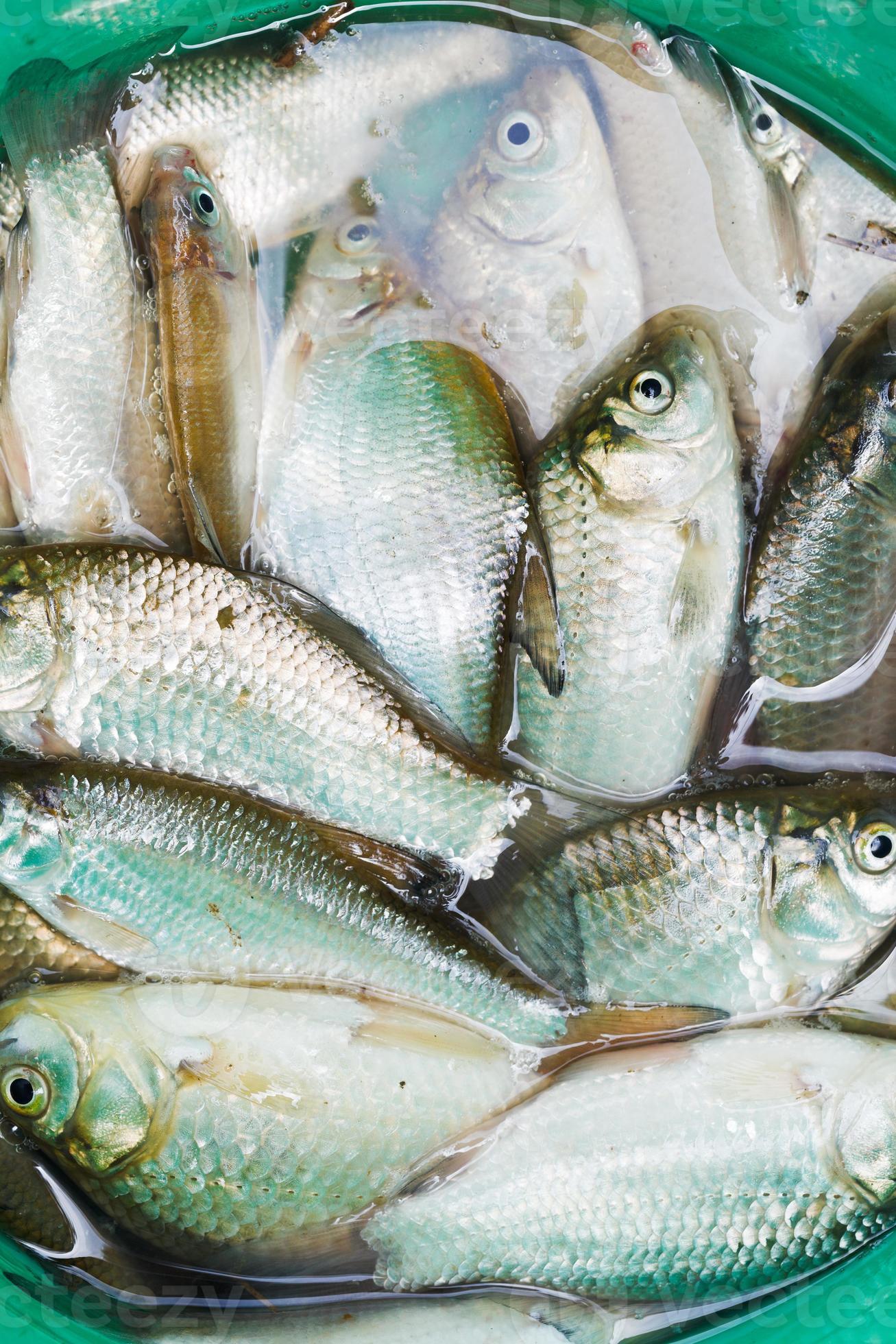 small fish caught in green bucket 12041160 Stock Photo at Vecteezy